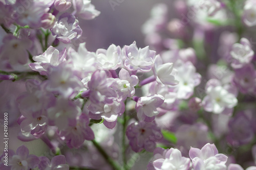 Natural lilac background. © Anna Chelnokova