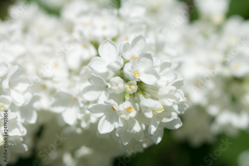 Natural lilac background. © Anna Chelnokova