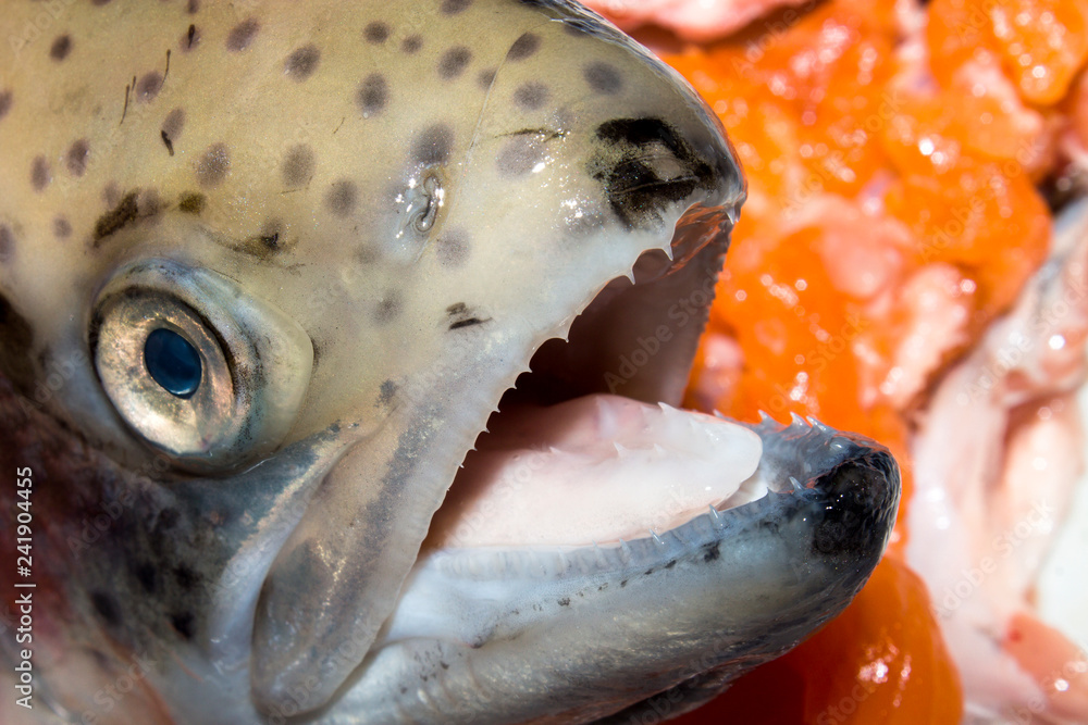 Trout head with open mouth.Trout fish.The teeth of the trout. Stock