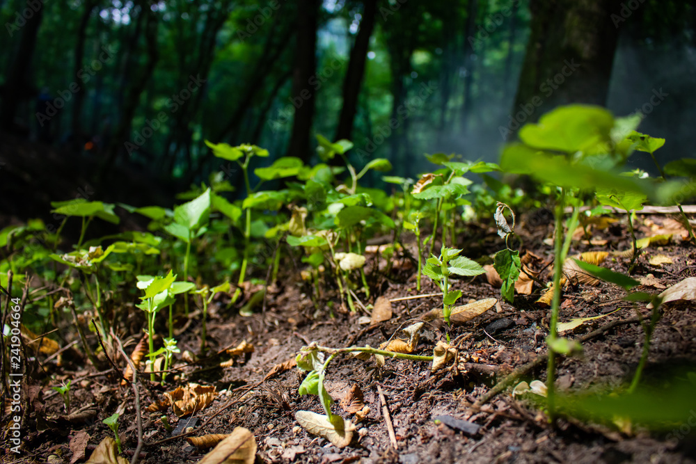young plants growing in the forest young plants growing in the forest