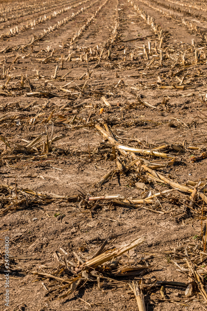 Big harvested corn field with brown soil Big harvested corn field with brown soil