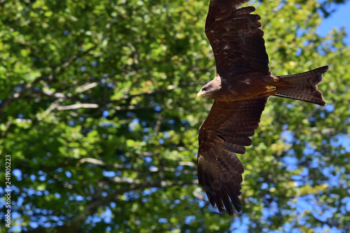 Close up of a black kite (milvus migrans) flying  photo