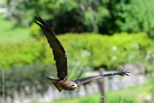 Close up of a black kite (milvus migrans) flying in a falconry demonstration photo