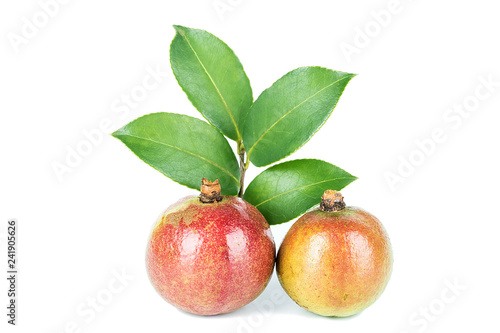 Camellia seed/plant edible oil background material