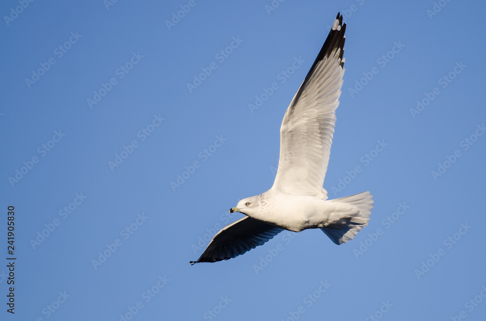 Ring-Billed Gull Flying in a Blue Sky Ring-Billed Gull Flying in a Blue Sky