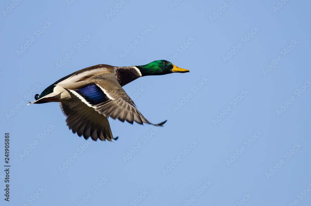 Mallard Duck Flying in a Blue Sky Mallard Duck Flying in a Blue Sky
