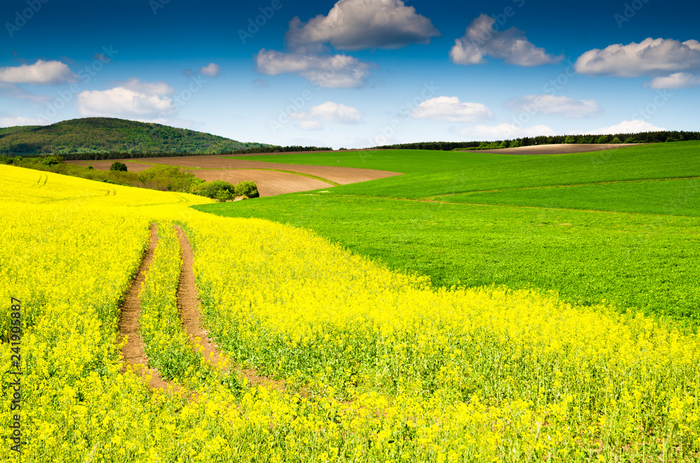 Obraz premium beautiful rape field