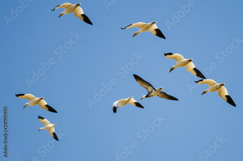 Blue Goose Flying with Flock of Snow Geese in a Blue Sky