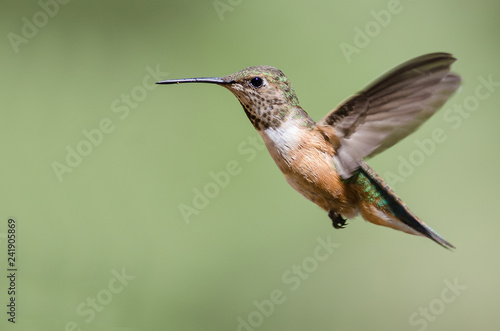 Adorable Little Rufous Hummingbird Hovering in Flight Deep in the Forest