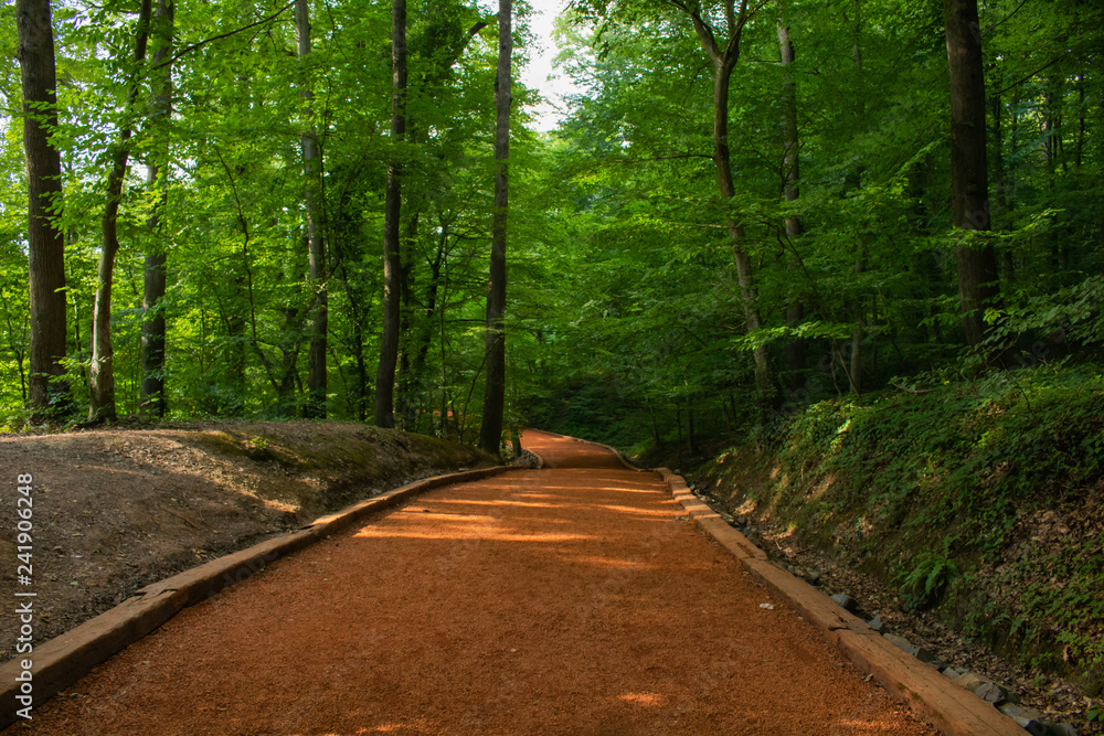 road in forest road in forest