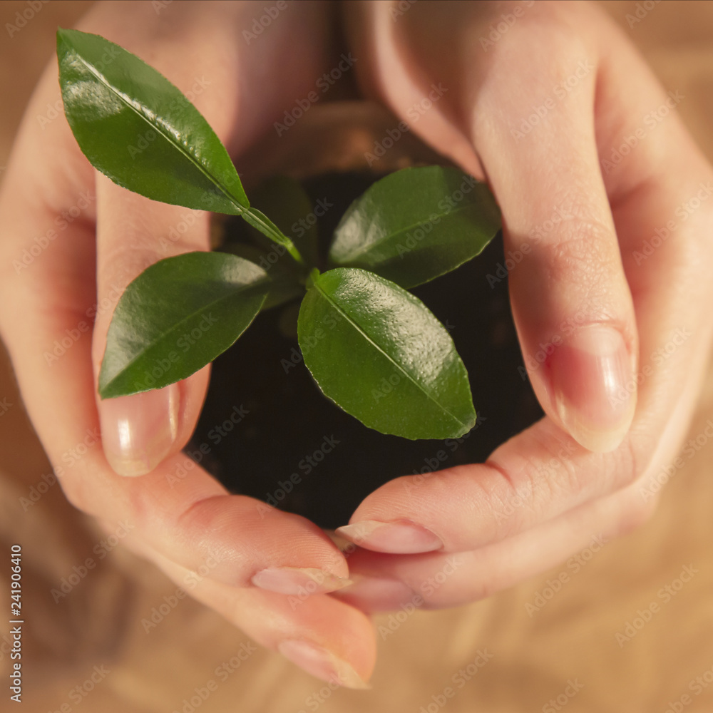 Ecology concept. Girl hands holding green small plant. Ecology concept. Girl hands holding green small plant.