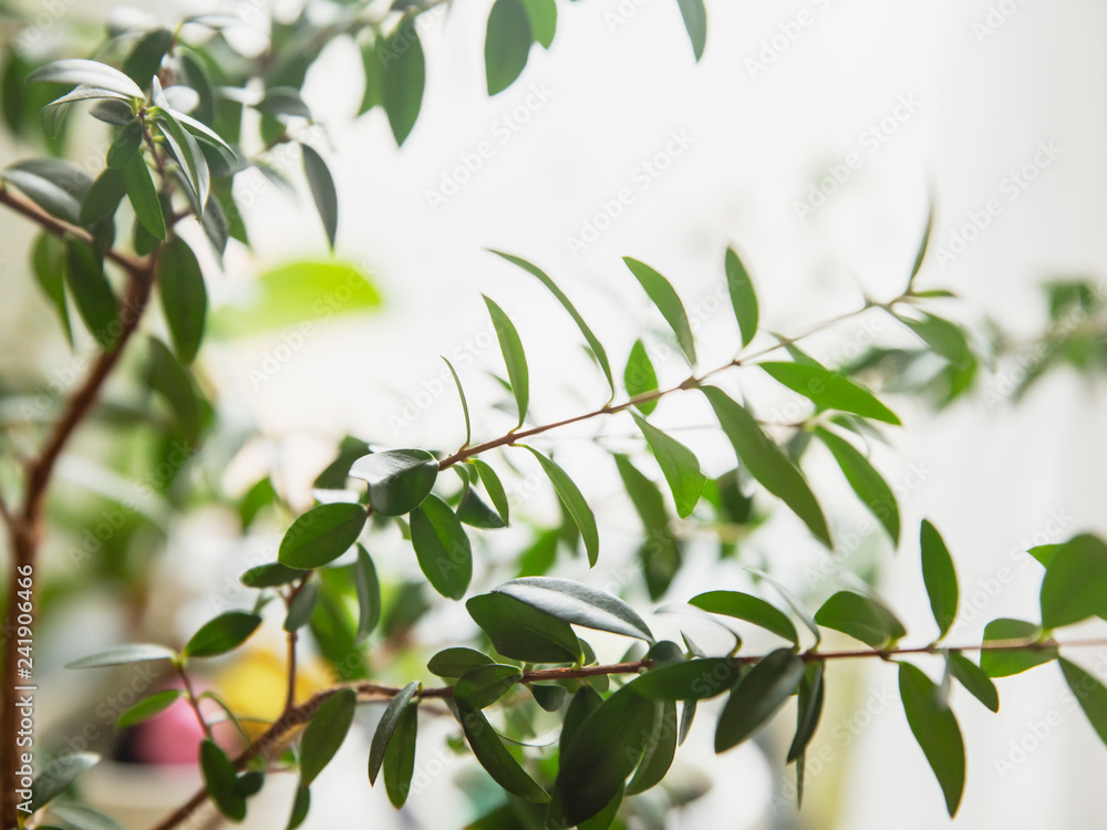 green myrtus, living plants green myrtus, living plants