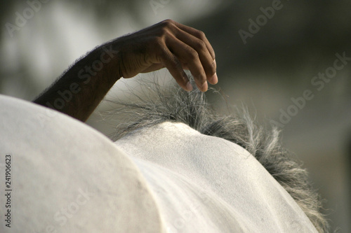 hand touching horse mane photo