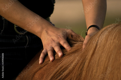 hands of a rider touching mane 