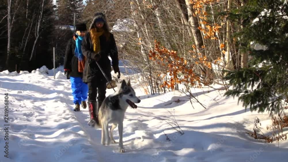Two women walking husky dog in winter. Old woman and younger girl walking in the street with alaskan husky dog in wintertime on sunny day - fixed angle
