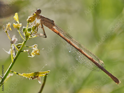 damselfly (Platycnemis latipes Rambur) in the early morning in some bushes