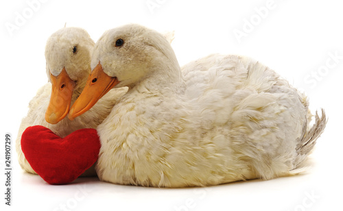 Two white ducks and heart.