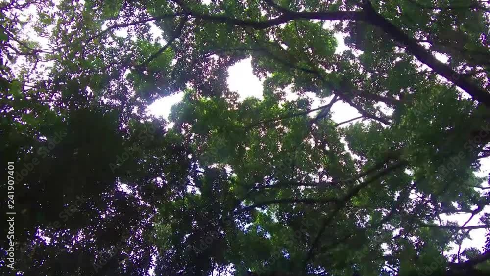 Upward Shot Of Thick Dense Trees Moving Forward Upward Shot Of Thick Dense Trees Moving Forward