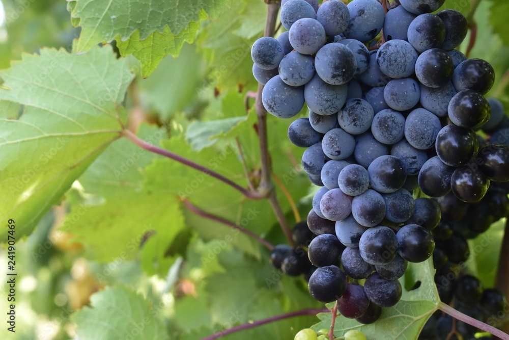 Purple wine grapes in the vinyard