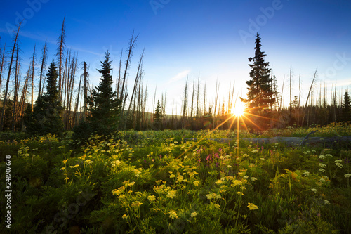 Wildflowers bloom at sunrise at Cedar Breaks National Monument, Utah