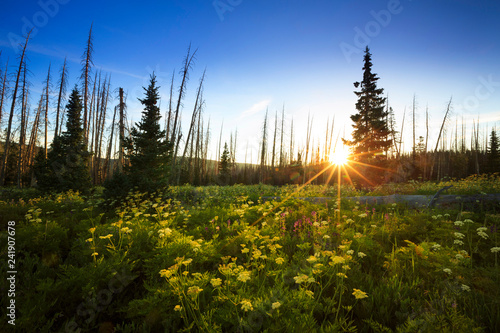 Wildflowers bloom at sunrise at Cedar Breaks National Monument  Utah