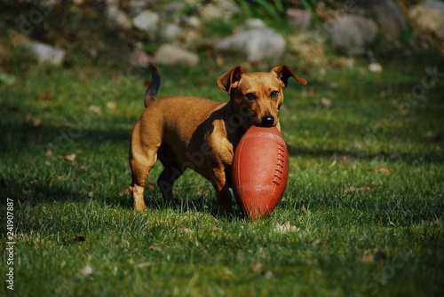 cute puppy playing  with football