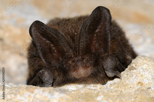 The Western Barbastelle (Barbastella barbastellus)