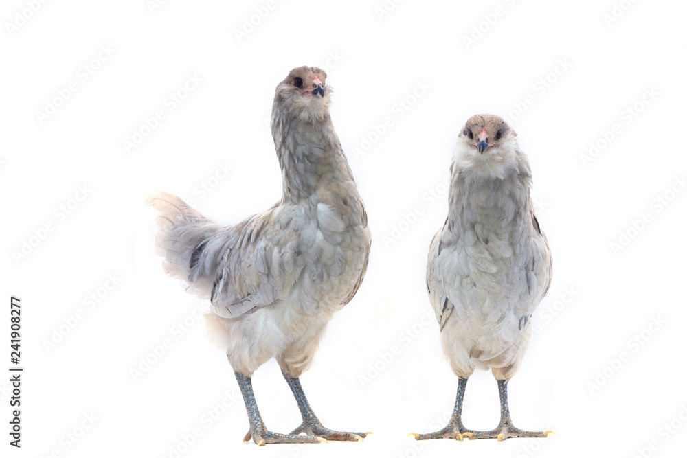 Fototapeta premium Two Blue Americauna chickens on a white background