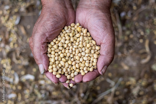 Autumn harvest of soybeans / farmers holding yellow beans