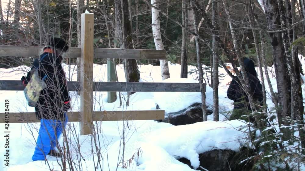 Two women walking husky dog in winter. Old woman and younger girl walking in the street with alaskan husky dog in wintertime on sunny day - fixed angle