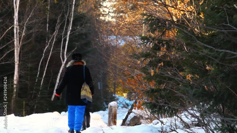 Two women walking husky dog in winter. Old woman and younger girl walking in the street with alaskan husky in wintertime on a sunny day - two scenes - traveling up