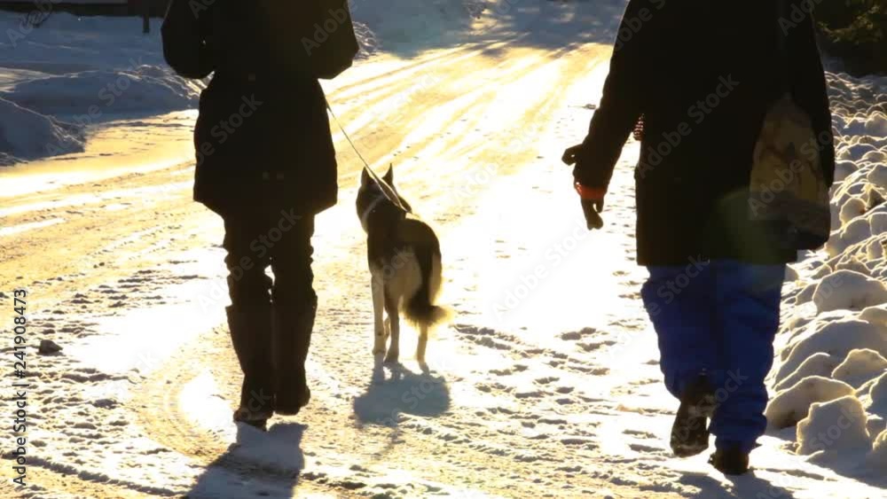 Two women walking a husky dog in winter. Old woman and younger girl walking in the street with alaskan husky dog in wintertime, flooded by sun flares - traveling up