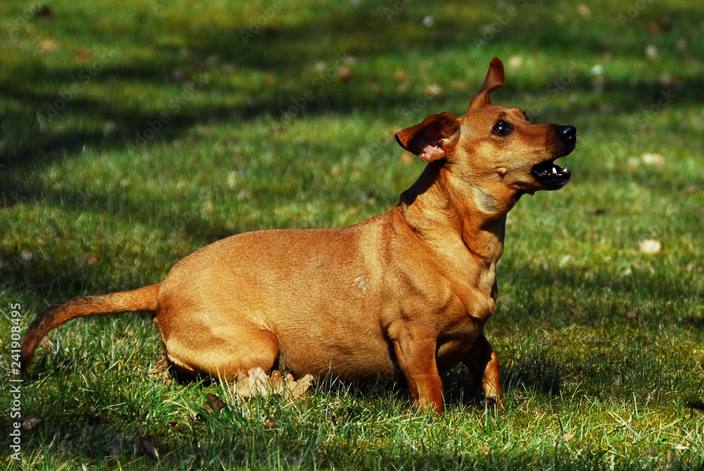 barking dog on green grass 