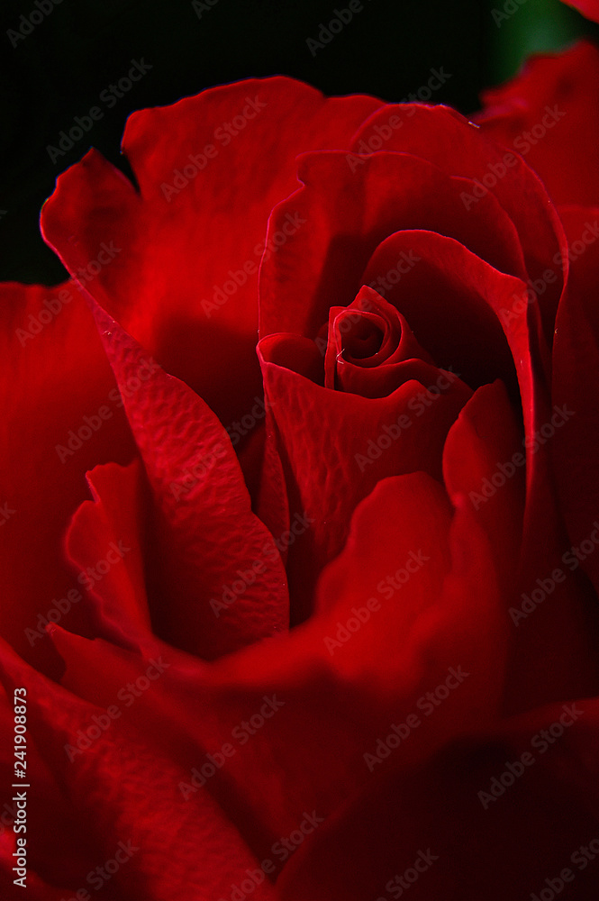 Naklejka premium Valentine's day red rosy still life