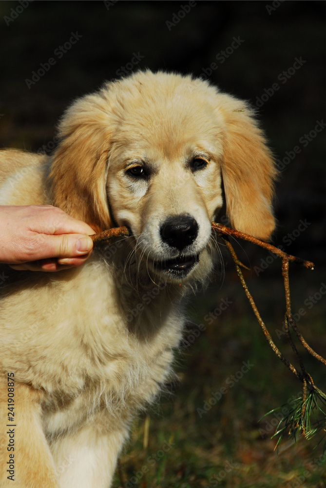 golden retriever puppy playing with stick