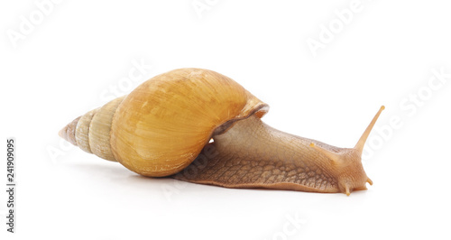 One big snail.