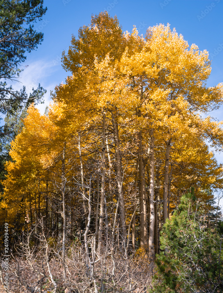 Fototapeta premium Golden aspen trees