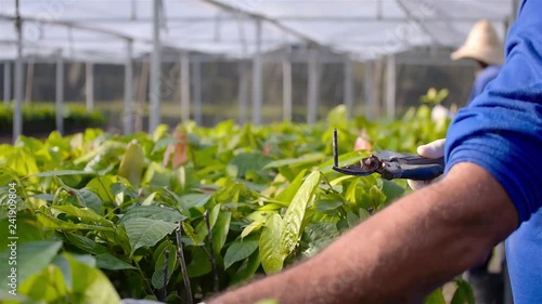 Wallpaper Mural Farmder Clipping Young Cacao Plants At A Nursery  Torontodigital.ca