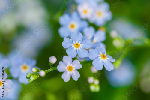 Fototapeta Naklejka Na Ścianę i Meble -  Macro of tiny blue flowers  forget-me-not  and colorful grass background in nature. Close up.
