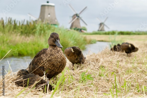 Dutch Ducks