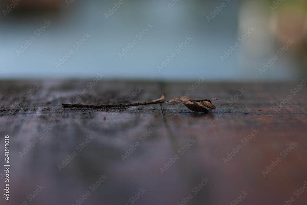 Fototapeta premium natura