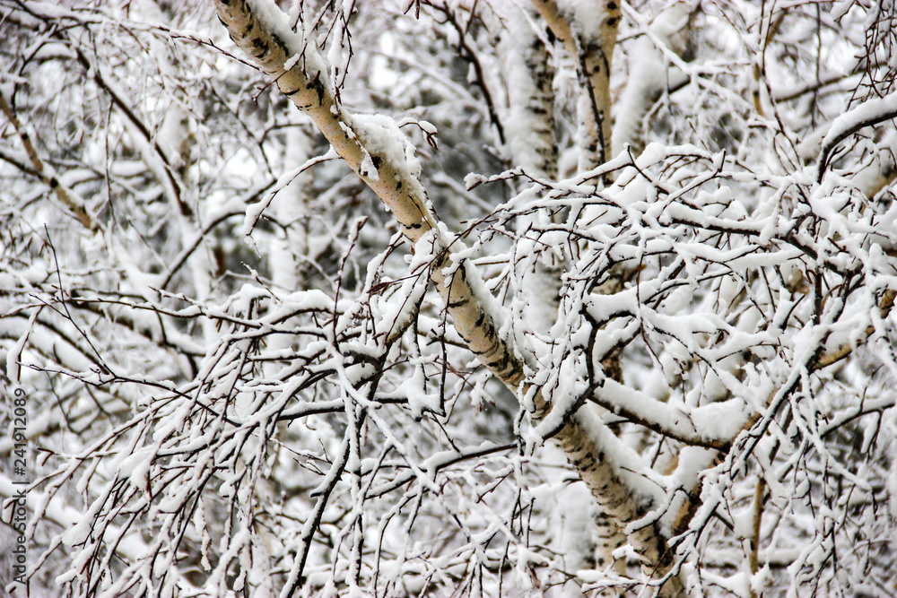 A winter day, a rural landscape frozen branches of trees covered with snow. A winter day, a rural landscape frozen branches of trees covered with snow.