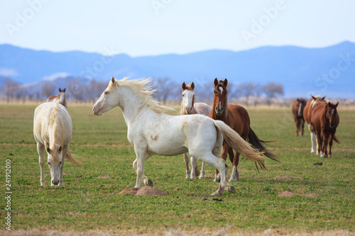 Galloping white horse in a Utah pasture