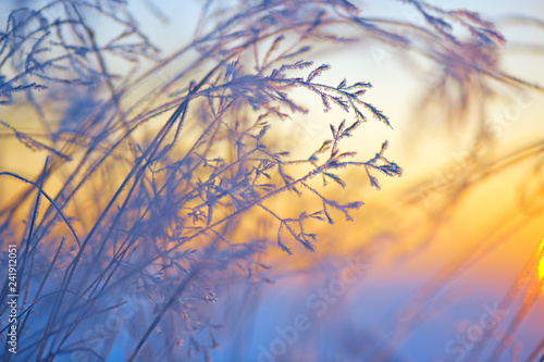 Close-up of frost covered grasses lit by low angle sun. Selective focus and shallow depth of field.