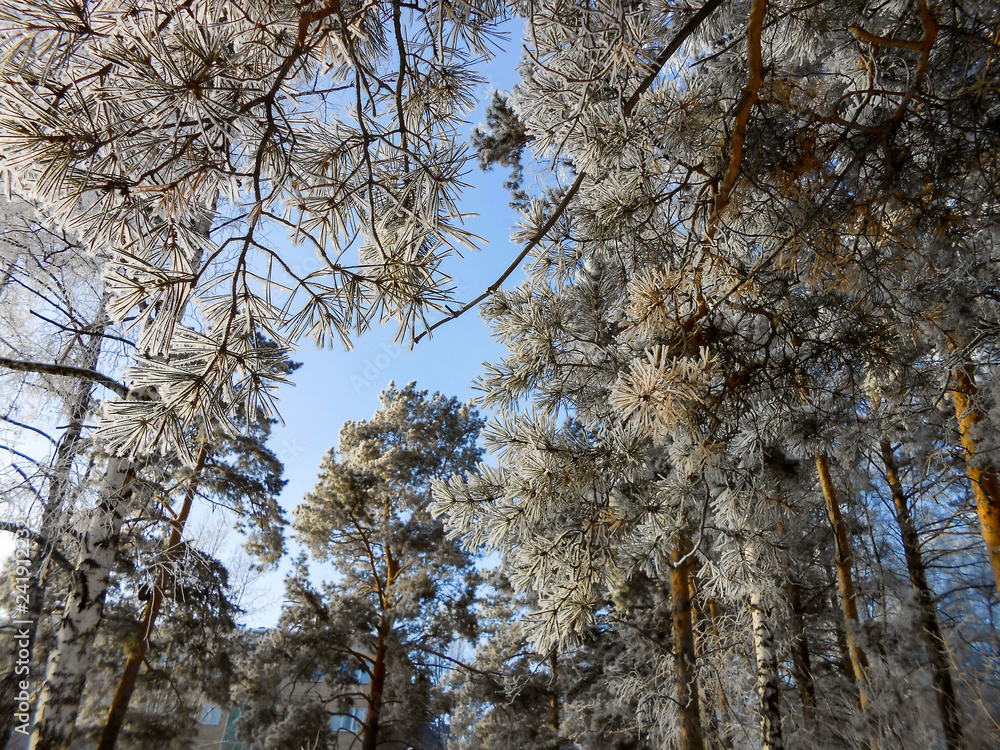 Obraz premium A winter clear day, a rural landscape with a rustic garden covered with snow. frozen branches of trees in rime against blue sky