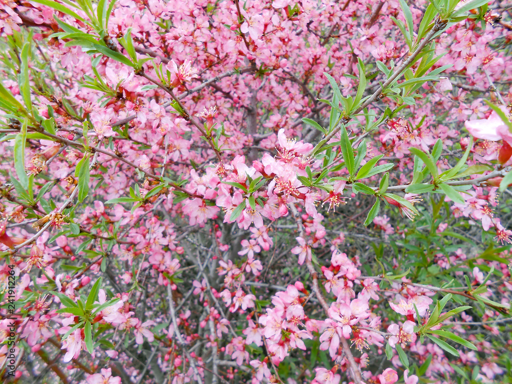 apple tree bloom with leaves apple tree bloom with leaves