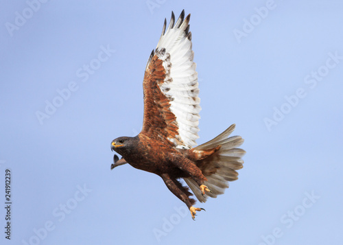 A Rough-legged Hawk takes flight