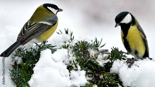 snowy spruce branch and cute great tit,gently slow motion
