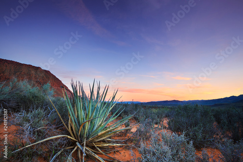 Yucca cactus in the red desert of Kayenta, in Ivins, Utah photo