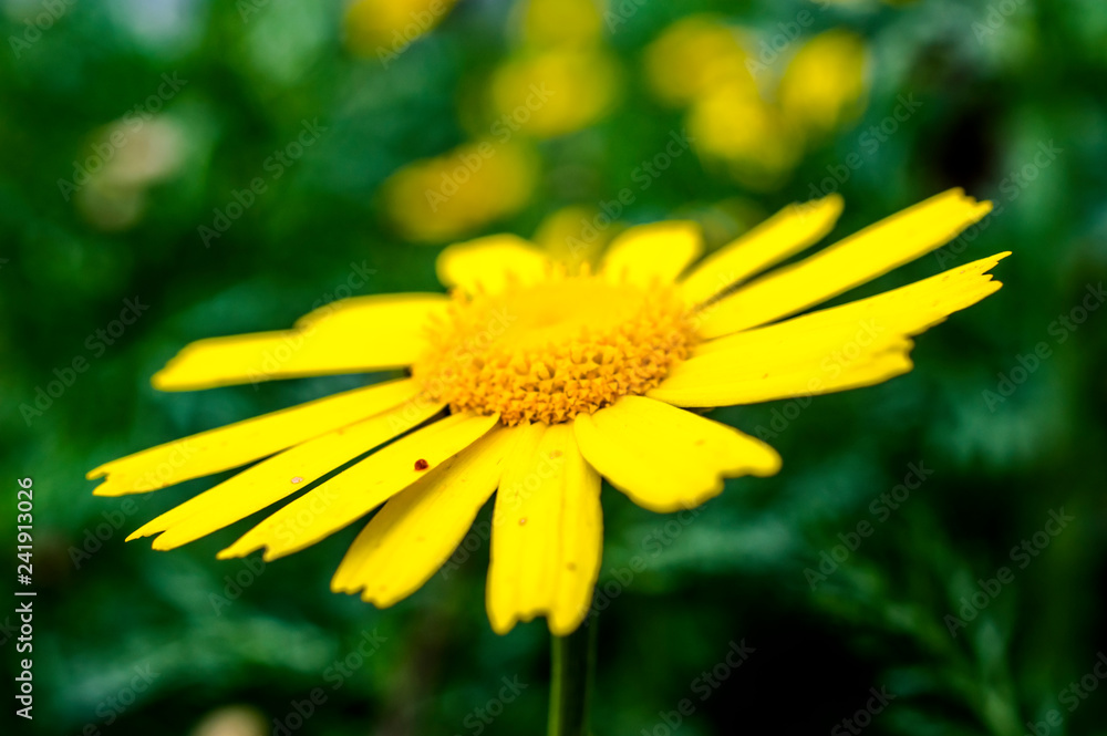 Obraz premium Yellow Daisy Close-up Photography Macro